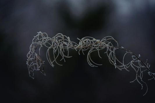Living in the Unraveling: The Black Interior in an Age of Collapse