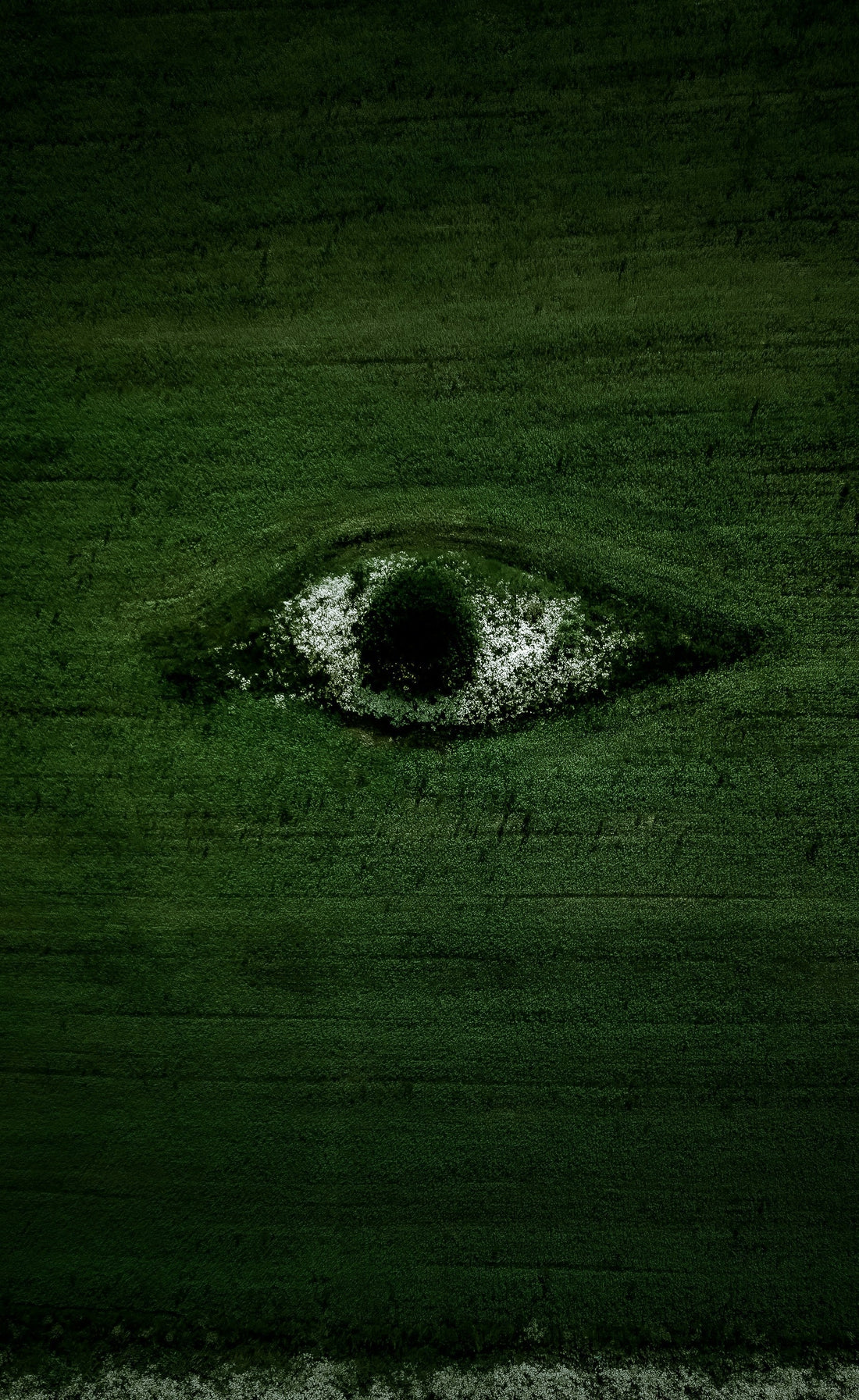 The Witness